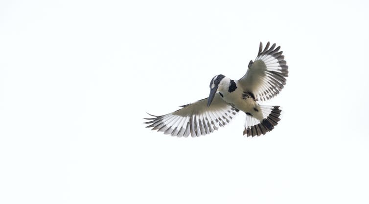 Nuer people have a sacred connection to birds – it can guide conservation in Ethiopia and South Sudan