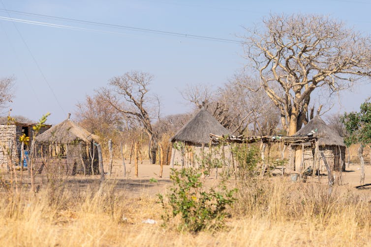 Some huts with thatched roofs under large trees in a brown landscape.