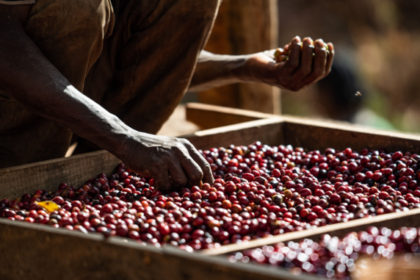 Ethiopia Doubles Coffee Production, Aims for $2 Billion in Revenue