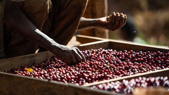 Ethiopia Doubles Coffee Production, Aims for $2 Billion in Revenue