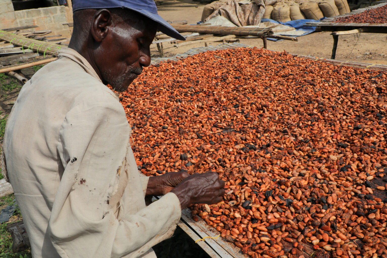 Ghana’s Cocoa Crisis: Deliveries Delayed Amid Lowest Production in 20 Years