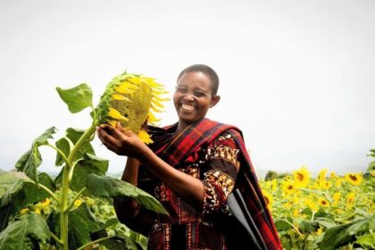 Tanzanian sunflowers blossom into new products