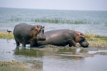Anthrax Outbreak Kills 50+ Hippos in Virunga Park, Threatens Conservation Efforts