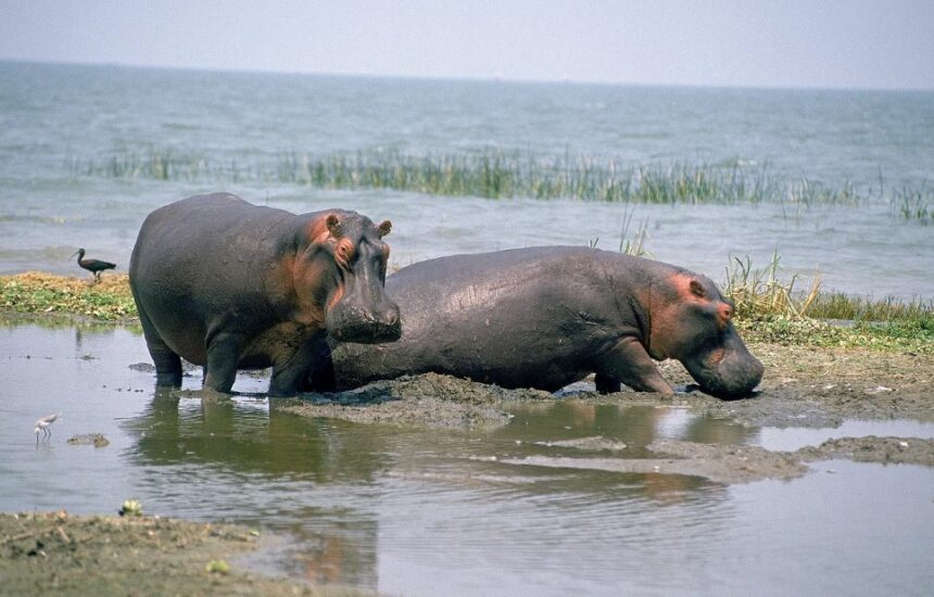 Anthrax Outbreak Kills 50+ Hippos in Virunga Park, Threatens Conservation Efforts