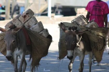 Donkey Skin Trade Threatens Rural Livelihoods Across Africa