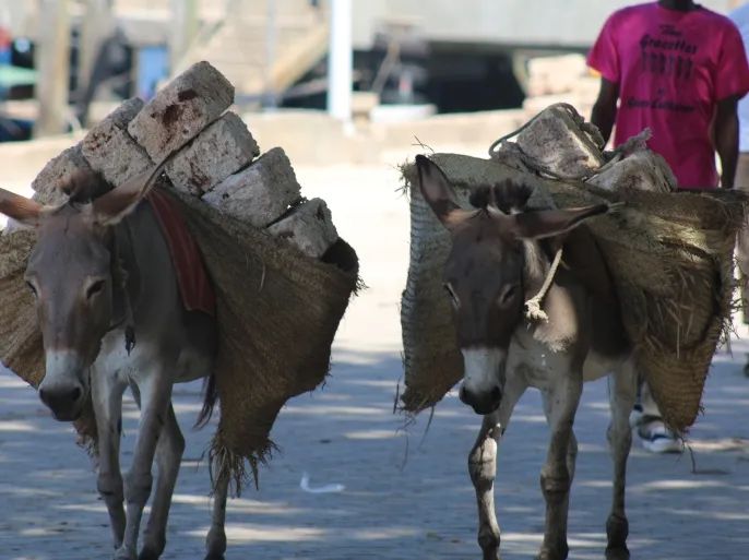 Donkey Skin Trade Threatens Rural Livelihoods Across Africa