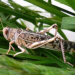 Ethiopia Steps Up Community Recovery Efforts After Desert Locust Crises