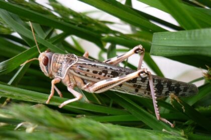 Ethiopia Steps Up Community Recovery Efforts After Desert Locust Crises