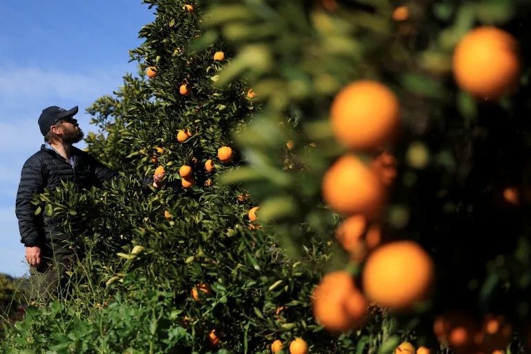 US Tariffs on South Africa Hit White Farming Communities Hard