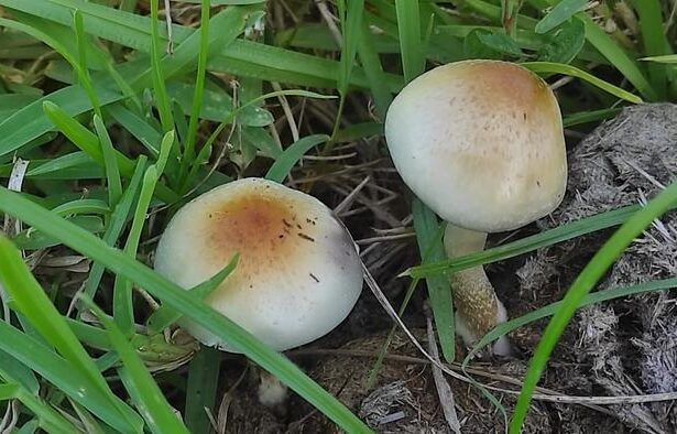 Low Res Talan Moult 3