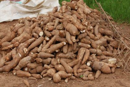 cassava roots jpg 1 996x567 1