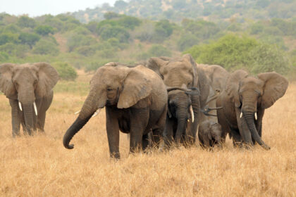 elephant genomes revea 1