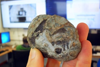 embryo fossil found in 1