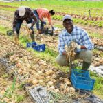 Africa’s Agricultural Future Hinges on Insurance Innovation, Expert Says