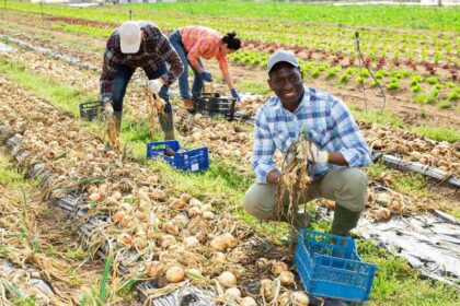 Africa’s Agricultural Future Hinges on Insurance Innovation, Expert Says