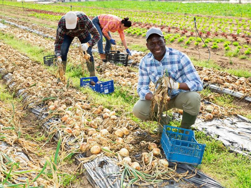 Africa’s Agricultural Future Hinges on Insurance Innovation, Expert Says
