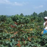 Kenya targets 150,000 tonnes in new coffee production drive