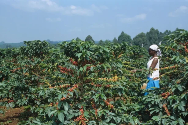 Kenya targets 150,000 tonnes in new coffee production drive