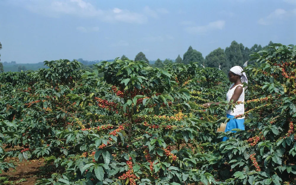 Kenya targets 150,000 tonnes in new coffee production drive