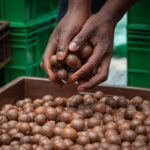 Zimbabwe's macadamia harvest projected to jump by up to 40% in 2026