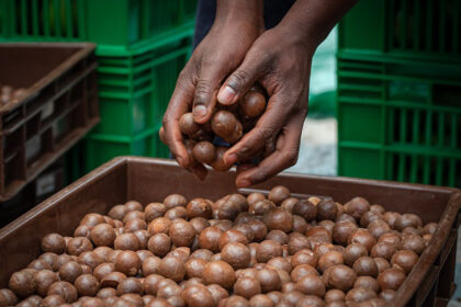 Zimbabwe's macadamia harvest projected to jump by up to 40% in 2026