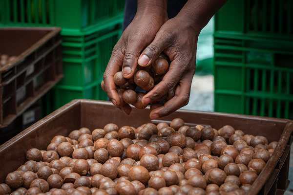Zimbabwe's macadamia harvest projected to jump by up to 40% in 2026