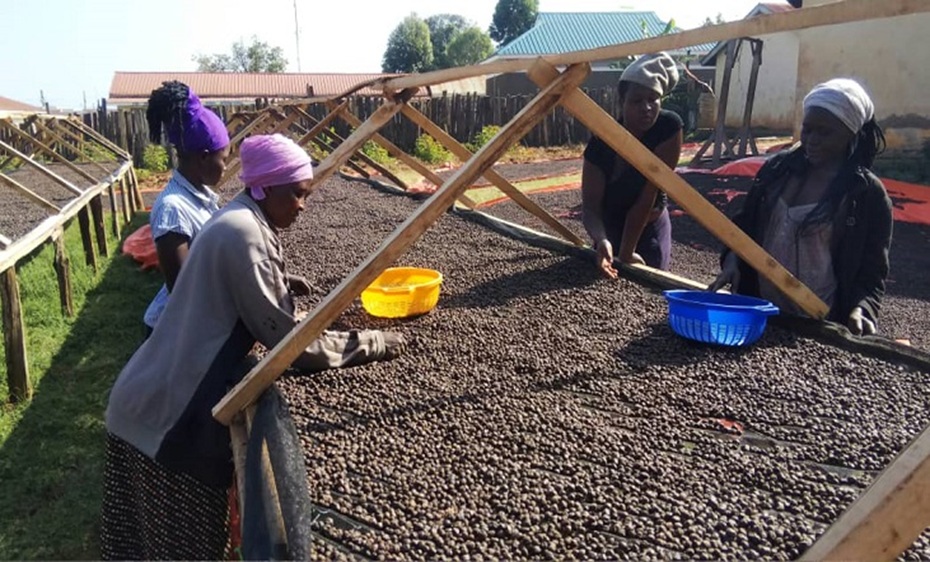 Uganda's Annual Coffee Exports Surge 47%, Earnings Jump to $2.4Bn 16 women