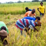 Boosting Agricultural Entrepreneurship in Cameroon Strategies for Sustainable Growth scaled 1