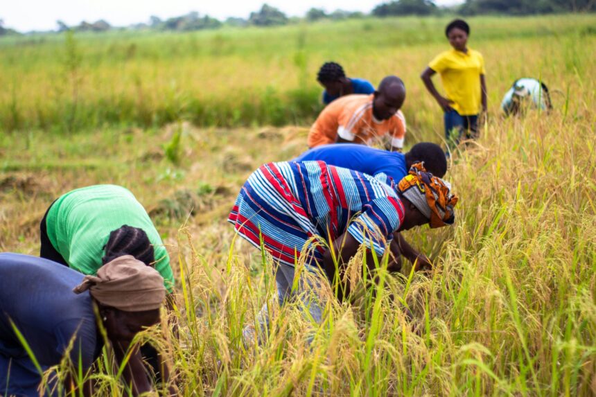 Boosting Agricultural Entrepreneurship in Cameroon Strategies for Sustainable Growth scaled 1
