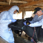 FMD continues to pose significant risks to livestock production food security livelihoods and trade in the Middle East