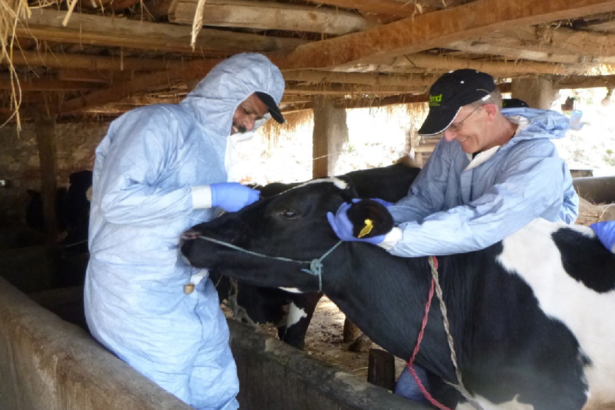 FMD continues to pose significant risks to livestock production food security livelihoods and trade in the Middle East