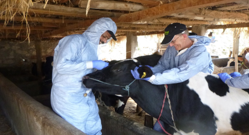 FMD continues to pose significant risks to livestock production food security livelihoods and trade in the Middle East